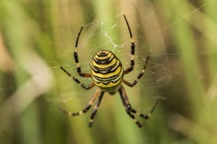 Featured image of post Aranha Preta E Amarela Grande Aranha marrom branca preta e amarela