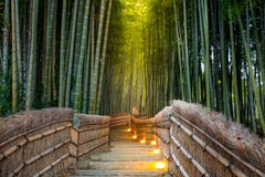 Arashiyama Bamboo Forest Stock Photography