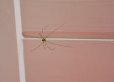 Araña corpórea larga del sótano que se sienta en el techo, un insecto caníbal que comerá su propia clase cuando la comida es sust foto de archivo libre de regalías Araña corpórea larga del sótano que se sienta en el techo, un insecto caníbal que comerá su propia clase cuando la comida es sust foto de archivo libre de regalías