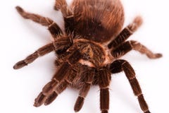 Araña de Gigant foto de archivo Araña de Gigant foto de archivo
