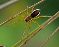 Araña de la balsa, juvenil del fimbriatus de Dolomedes fotografía de archivo Araña de la balsa, juvenil del fimbriatus de Dolomedes fotografía de archivo