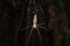 Araña de oro del tejedor del orbe Fotos de archivo libres de regalías Araña de oro del tejedor del orbe Fotos de archivo libres de regalías