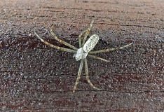 Araña de plata imagen de archivo Araña de plata imagen de archivo