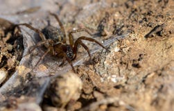 Araña lista a la presa de la emboscada imagen de archivo Araña lista a la presa de la emboscada imagen de archivo