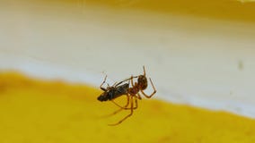 Araña y presa Araña y presa