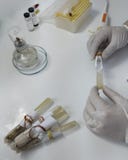 Arbeit im mikrobiologischen Labor H?nde in den Handschuhen lizenzfreies stockbild Arbeit im mikrobiologischen Labor H?nde in den Handschuhen lizenzfreies stockbild