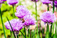 Arbeitsbiene, die Nektar von blühender Blumenknospe der violetten lila purpurroten Schnittlauche sitzt und sammelt stockfotos Arbeitsbiene, die Nektar von blühender Blumenknospe der violetten lila purpurroten Schnittlauche sitzt und sammelt stockfotos