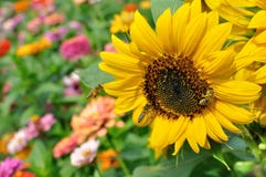 Arbeitsbienen auf der blühenden Sonnenblume stockfotos Arbeitsbienen auf der blühenden Sonnenblume stockfotos