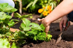 arbeta i trädgården plantera jordgubbesommarkvinnan arkivfoton arbeta i trädgården plantera jordgubbesommarkvinnan arkivfoton