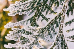 Arborvitae branches covered with frost in the early winter morning Stock Photography Arborvitae branches covered with frost in the early winter morning Stock Photography