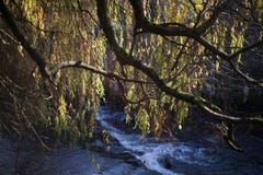 Arbre au-dessus de fleuve images libres de droits Arbre au-dessus de fleuve images libres de droits