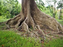 Arbre avec le beaux tronc et racines photographie stock libre de droits Arbre avec le beaux tronc et racines photographie stock libre de droits