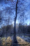Arbre brûlé dans la lumière arrière photo libre de droits Arbre brûlé dans la lumière arrière photo libre de droits