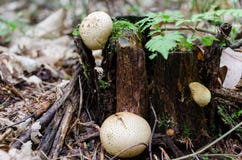 Arbre cassé après qu'un orage d'été dans les forestPuffballs élevant pendant l'été sur un membre un arbre abattu dans la forêt image stock Arbre cassé après qu'un orage d'été dans les forestPuffballs élevant pendant l'été sur un membre un arbre abattu dans la forêt image stock