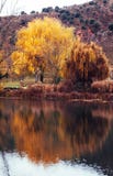 Arbre d'or à côté de rivière de Duero photo stock Arbre d'or à côté de rivière de Duero photo stock