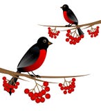 Arbre de branche avec la cendre de baie et le bouvreuil sauvages d'oiseau illustration stock Arbre de branche avec la cendre de baie et le bouvreuil sauvages d'oiseau illustration stock