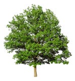 Arbre de chêne Arbre de chêne