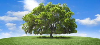 Arbre de chêne Arbre de chêne