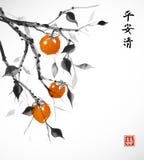 arbre de Date-prune avec les fruits oranges sur le fond blanc illustration libre de droits arbre de Date-prune avec les fruits oranges sur le fond blanc illustration libre de droits
