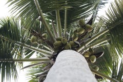 Arbre de noix de coco image libre de droits Arbre de noix de coco image libre de droits