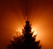 Arbre de pin