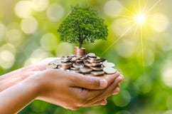 Arbre de pièce de monnaie de main que l'arbre se développe sur la pile Argent d'économie à l'avenir Idées d'investissement et cro Arbre de pièce de monnaie de main que l'arbre se développe sur la pile Argent d'économie à l'avenir Idées d'investissement et cro