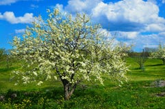 Arbre de pomme sauvage photos libres de droits Arbre de pomme sauvage photos libres de droits