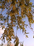 Arbre de Salix et ciel bleu Image libre de droits Arbre de Salix et ciel bleu Image libre de droits