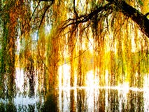 Arbre de saule au-dessus d'un lac Arbre de saule au-dessus d'un lac