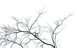 Arbre et branche morts sur le fond blanc Branches noires de contexte d'arbre Fond de texture de nature Branche d'arbre photographie stock libre de droits Arbre et branche morts sur le fond blanc Branches noires de contexte d'arbre Fond de texture de nature Branche d'arbre photographie stock libre de droits