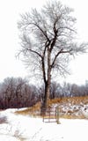 Arbre et porte solitaires dans les régions boisées canadiennes photo libre de droits Arbre et porte solitaires dans les régions boisées canadiennes photo libre de droits