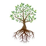Arbre et racines de couleur Illustration de vecteur illustration libre de droits Arbre et racines de couleur Illustration de vecteur illustration libre de droits
