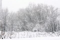 Arbre froid d'hiver avec l'horaire d'hiver de neige images libres de droits Arbre froid d'hiver avec l'horaire d'hiver de neige images libres de droits