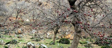 Arbre fruitier photos stock Arbre fruitier photos stock