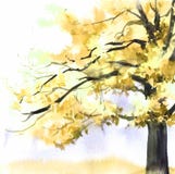 Arbre jaune d'aquarelle Illustration tir?e par la main pour la carte, carte postale, couverture, invitation, textile illustration libre de droits Arbre jaune d'aquarelle Illustration tir?e par la main pour la carte, carte postale, couverture, invitation, textile illustration libre de droits