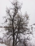 Arbre mort dans l'horaire d'hiver image libre de droits Arbre mort dans l'horaire d'hiver image libre de droits
