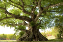 Arbre paisible Arbre paisible