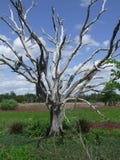 Arbre sans feuilles Photos libres de droits Arbre sans feuilles Photos libres de droits