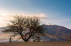 Arbre sans feuilles par la route en montagnes Photo stock Arbre sans feuilles par la route en montagnes Photo stock