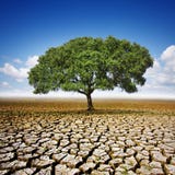 Arbre sur le cordon sec Arbre sur le cordon sec