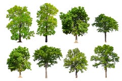 Arbre vert de qualité de taille de collection grand images libres de droits Arbre vert de qualité de taille de collection grand images libres de droits