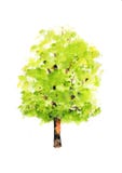 Arbre vert sur le fond blanc, aquarelle peinte à la main Photographie stock Arbre vert sur le fond blanc, aquarelle peinte à la main Photographie stock