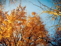Arbres d'automne avec le ciel bleu photographie stock libre de droits Arbres d'automne avec le ciel bleu photographie stock libre de droits