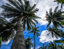 Arbres de noix de coco contre le ciel bleu lumineux images stock Arbres de noix de coco contre le ciel bleu lumineux images stock