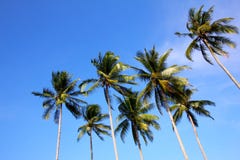 Arbres de noix de coco sur les cieux bleus photographie stock Arbres de noix de coco sur les cieux bleus photographie stock