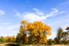 Arbres jaunes contre le ciel bleu image stock Arbres jaunes contre le ciel bleu image stock