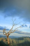 Arbres morts avec des Mountain View image stock Arbres morts avec des Mountain View image stock