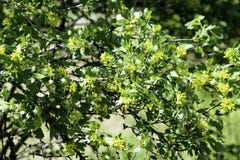 Arbusto Fiori Gialli Primavera.Arbusti Di Ribes Nero Di Fioritura In Primavera Piccoli Fiori