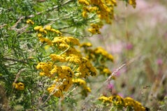 Arbusto amarelo de flores do tansy em um fundo de prados de florescência imagens de stock Arbusto amarelo de flores do tansy em um fundo de prados de florescência imagens de stock