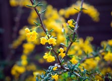 Arbusto con las flores amarillas, foco selectivo del candidula del Berberis fotos de archivo Arbusto con las flores amarillas, foco selectivo del candidula del Berberis fotos de archivo